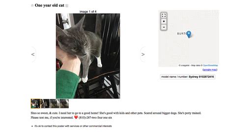 Nov 15, 2023 I have two kittens that I sadly need to rehome. . Flint craigslist pets